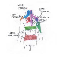 Neck To Buttocks Front And Rear Trigger Point Chart 5