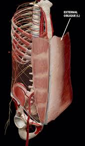 the rectus abdominis and friends an