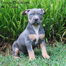 5 male and 2 female. Xl Xxl Pitbull Puppies For Sale Xl Pit Bulls Pitbull Breeders