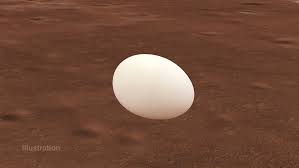 Image result for egg