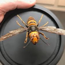 giant asian giant anese hornet