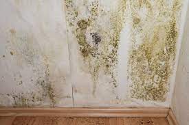 Mold In Your House