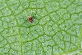 10 common houseplant pests and how to