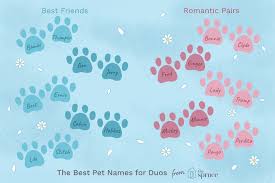 We did not find results for: Clever Names For Pairs Of Pets