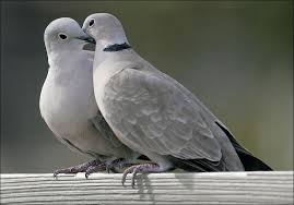 Two Turtle Doves - Heart Matters Blog