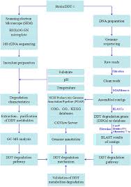 Figure 6 From Biodegradation Of Ddt By Stenotrophomonas Sp