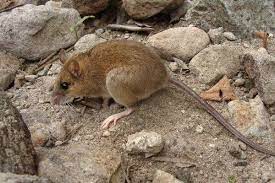 In a scientific context, mouse refers to any of the 38 species in the genus mus, which is the latin word for mouse. The Mouse That Survived A Volcanic Apocalypse The New York Times