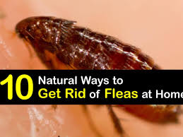 smart guide for getting rid of fleas