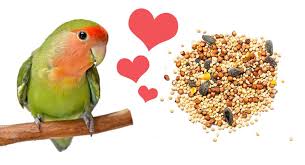 What Do Lovebirds Eat The Best Food For Lovebirds