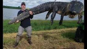 Image result for what species of fish was the gator carrying on the florida golf course?