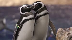 Japans Aquarium Penguins Lead Complicated Lives Of Feuding