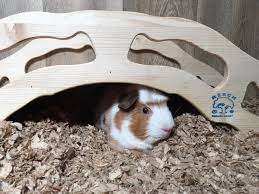 Paper Bedding For Guinea Pigs Odour