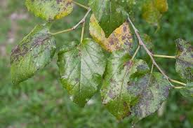 pear tree pests and diseases that could