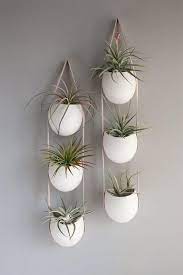 66 Most Amazing Air Plant Display Ideas