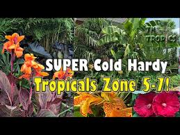 Super Cold Hardy Tropical Plants For