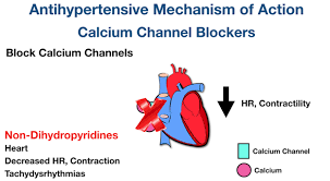 cardiovascular cations