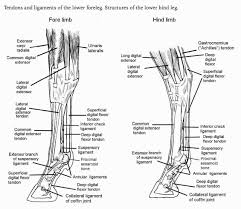 Tendons are inserted into the bones or the cartilage with the help of small spikes which are known as 'sharpey's fibres'. Hb Leg Tendons Ligaments Diagram Quizlet