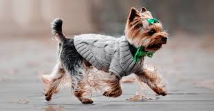 I don't think those are puppies anymore. 10 Best Dog Sweaters For Winter Warmth 2021