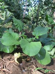 Brassica fruticulosa - Wikipedia