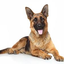 El pastor aleman es una raza de perros de gran tamaño que se originó en alemania en 1899. Pastor Aleman Caracteristicas Adiestramiento Y Cuidados