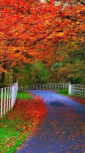 autumn trees most beautiful wallpaper