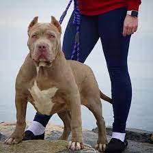 Merle pitbull puppies for sale, one of the best lilac females to walk the earth: Pitbull Breeders Pitbull Breeding And Pitbull Puppies For Sale