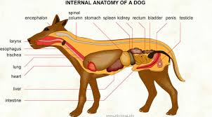 Internal Anatomy Of A Dog Visual Dictionary