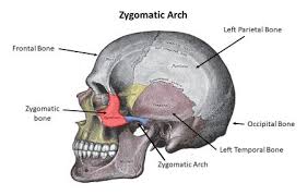 the zygomatic arch is formed by the