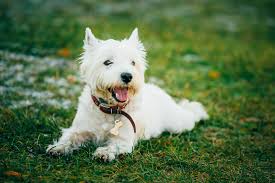 Woody is a 3 year old neutered male westie his clean in house likes children , maybe older children as he only sees gran. West Highland White Terrier Zooplus Magazine