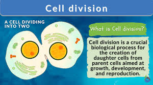 cell division definition and exles