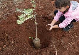 How To Plant An Olive Tree In The