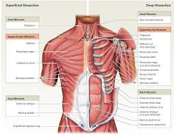 The Muscles Of The Abdominal Wall Learn For Lab Human