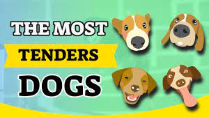 the most tender dogs you