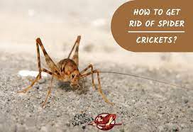 spider cricket control how to get rid