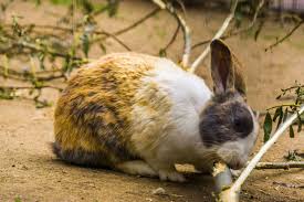 the 8 best chew toys for rabbits