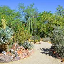 the desert botanical garden