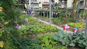 Edible Gardens In Compact Cities