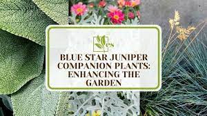20 blue star juniper companion plants