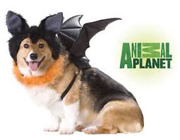 Details About Bat Dog Costume Animal Planet