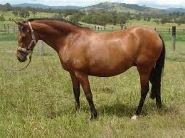 Image result for galloway horse