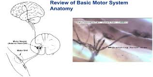 motor neuron diseases 221 neurology
