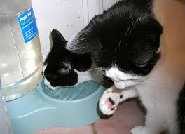 Cats Touch Water Before Drinking