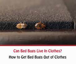 Bed Bugs Bed Bug Bites