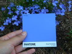 Periwinkle Blue Color Chart Periwinkle Pantone Color