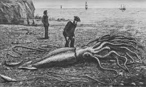 colossal squid vs giant squid the