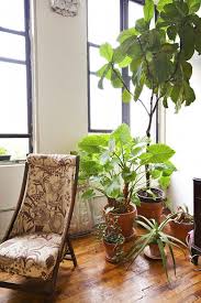 25 Best Indoor Plants To Liven Up Your Home