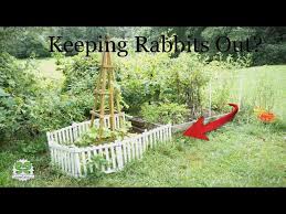 Diy Rabbit Proof Garden Fence Protect
