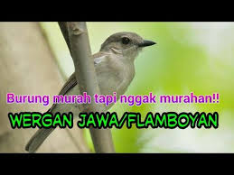Suara pikat dan pancingan burung flamboyan ( wergan jawa. 500 Gambar Burung Flamboyan Jantan Hd Paling Keren Infobaru