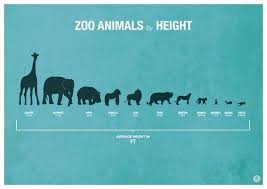 Zoo Animals By Height Zoo Animals Animal Posters Animal