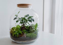 How To Make A Closed Diy Plant Terrarium